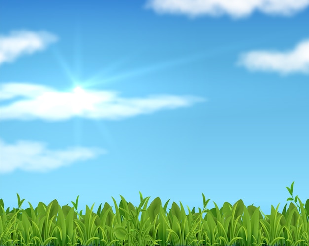 Realistic lawn and sky. 3d spring grass background with sun and clouds.