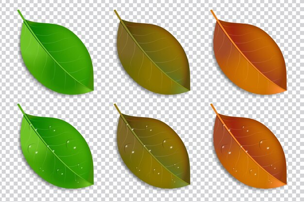 Vector realistic leaf for element design