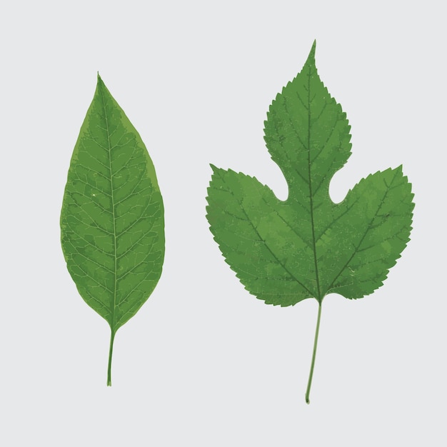 realistic leaf vector