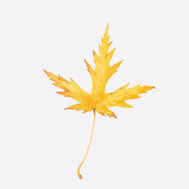 Vector realistic leaf vector