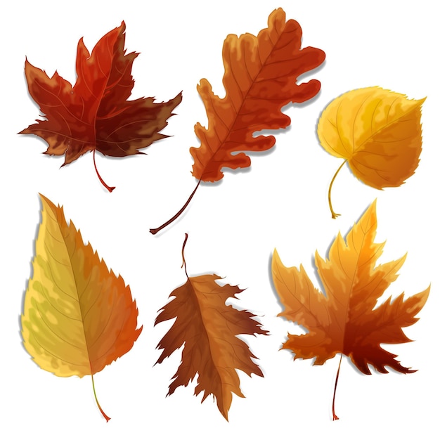 Vector realistic leaves collection