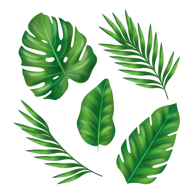 Realistic leaves in various shapes