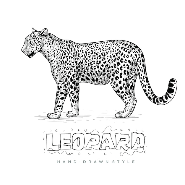 Realistic leopard vector, hand drawn animal illustration