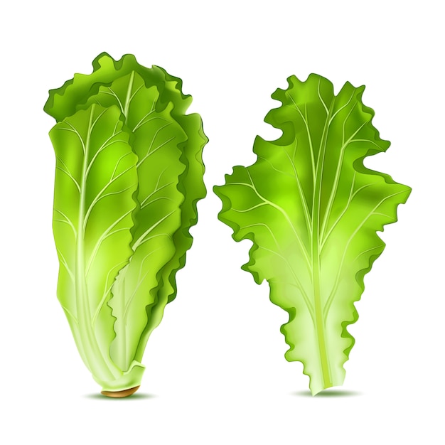  realistic lettuce salad leaves