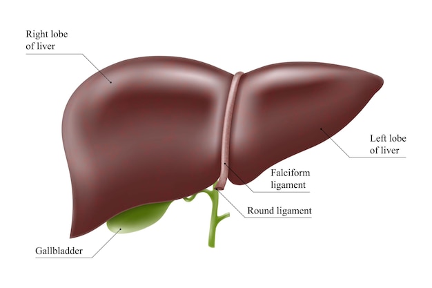 Vettore struttura realistica dell'anatomia del fegato organo del sistema epatico vettoriale organo digestivo della cistifellea umano l