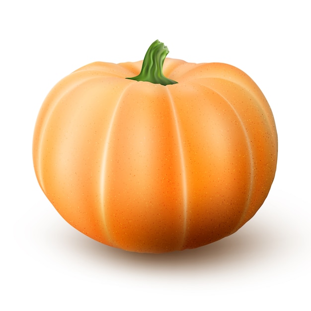 Realistic macro orange pumpkin isolated on white background. 