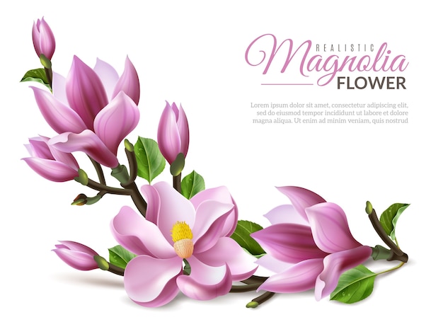 Illustrazione realistica della magnolia