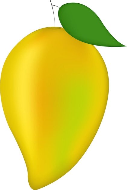 Realistic mango icon vector, mango illustration fruit stock image.