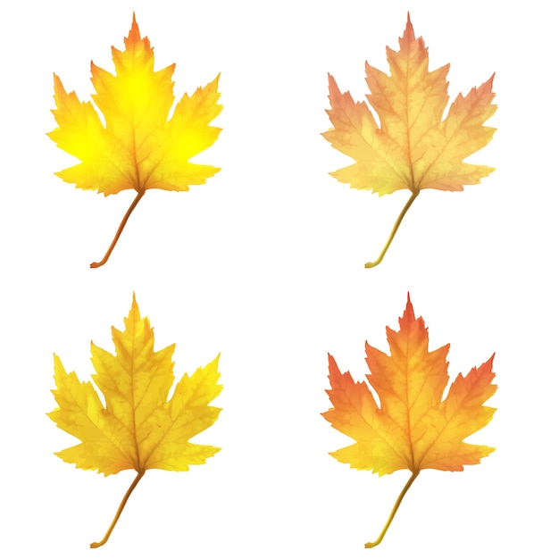 Realistic maple leaves isolated