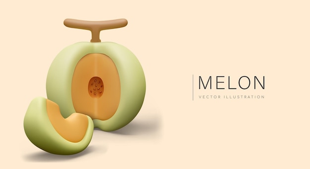 Vector realistic melon and slice aromatic natural food sweet eco dessert