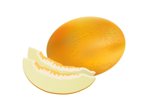 Vector realistic melon