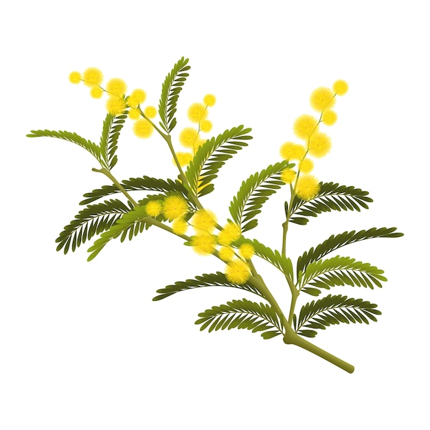 Realistic mimosa illustration