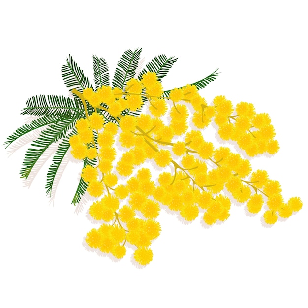 Realistic mimosa illustration