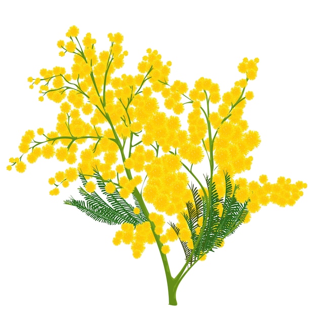 Realistic mimosa illustration