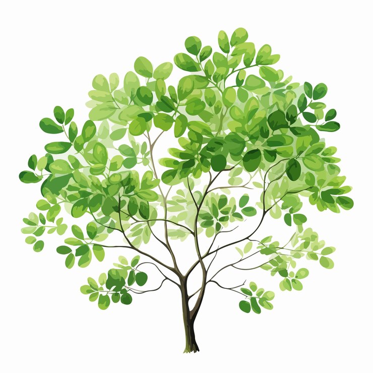 Vector realistic miracle tree or morin drawing professional natural art