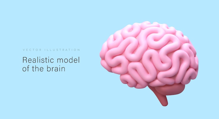 Realistic model of brain outside view 3D pink human cerebrum in cartoon style Banner for medical applications educational sites Poster with place for text