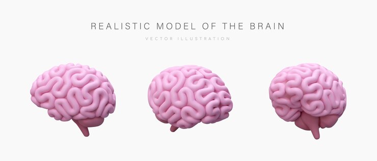 Vector realistic model of human brain pink cerebrum view from different sides illustration in cartoon style vector concept for training medical resources