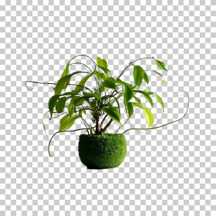 Vector realistic modern indoor plant isolate on transparent background