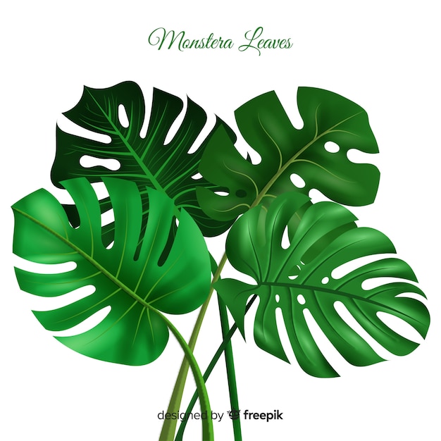 Realistic monstera background