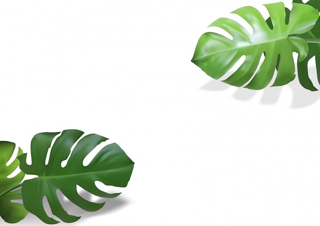 Realistic monstera leaves