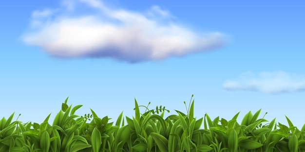 Realistic nature landscape with fresh grass and blue sky with clouds spring green farm or football field meadow or lawn grass vector scene