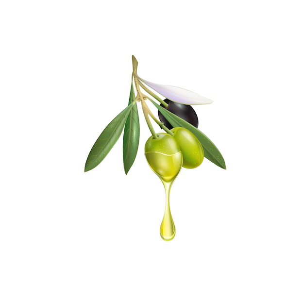 realistic olive branch 3d illustration for advertising posters, postcards, labels