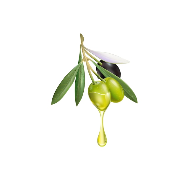 Vector realistic olive branch 3d illustration for advertising posters, postcards, labels