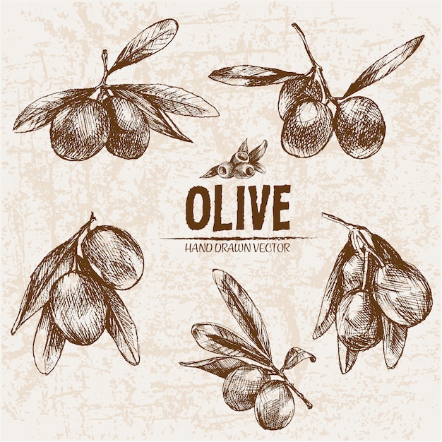 Realistic olive collection