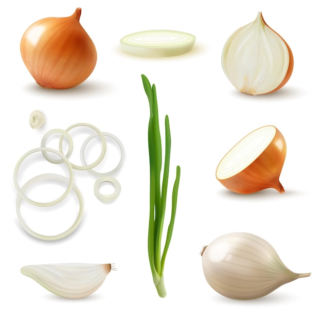 Vector realistic onion set