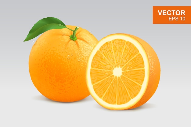 リアルなオレンジ色のイラスト