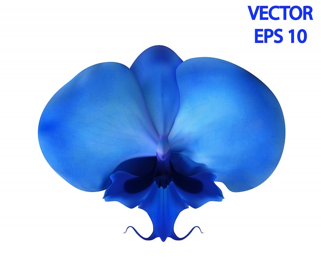 Vettore realistico un fiore di orchidea (phalaenopsis).