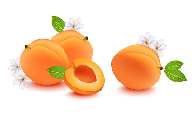 realistic peach and flower blossom. fresh fruits on white background