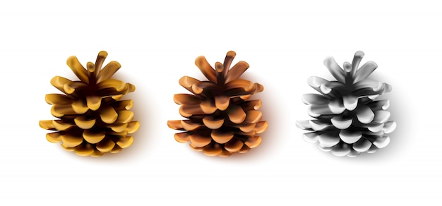 Realistic pine cones isolated on a white background.  illustration