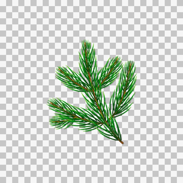 Realistic pine or fir branch