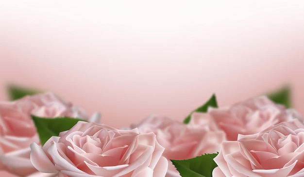 Realistic pink 3d rose flowers on white background