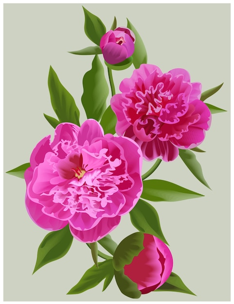 Realistic pink peonies vector flower illustration