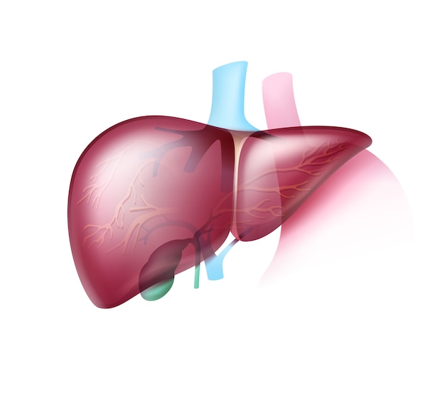 Vector realistic pinkish healthy liver with transparent arteries close up