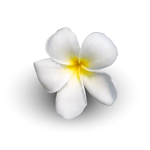 Vettore realistico fiore di plumeria