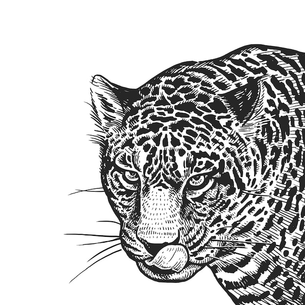 Vector realistic portrait of african animal jaguar vintage engraving black and white hand drawing vector