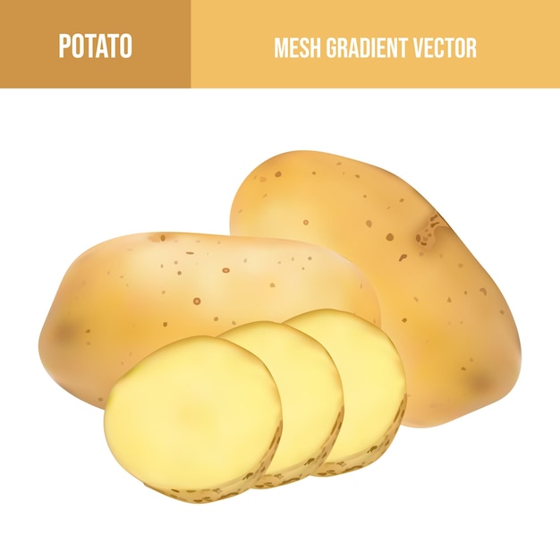 Vector realistic potato vegetables illustration