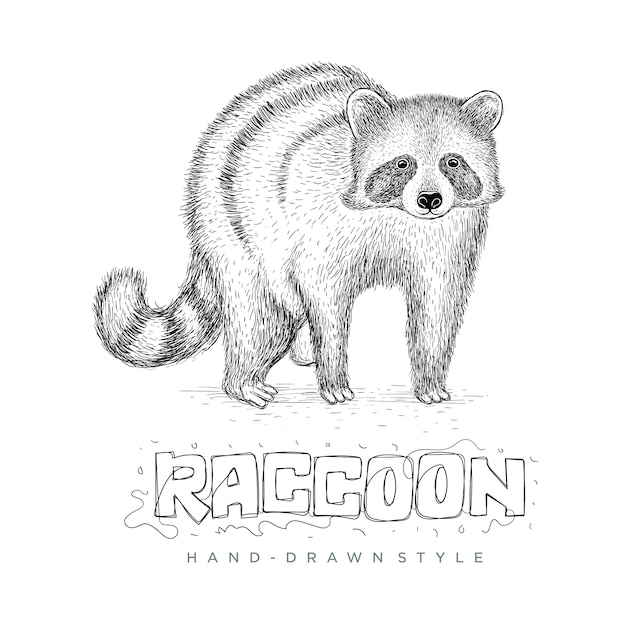 Vector realistic raccoon vector, hand drawn animal illustration