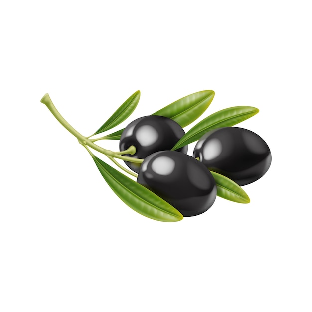 Realistic raw black olives isolated branch with leaves for extra virgin olive oil and vegetable food 3d vector raw olives branch harvest for organic farm food cuisine and natural cosmetic products