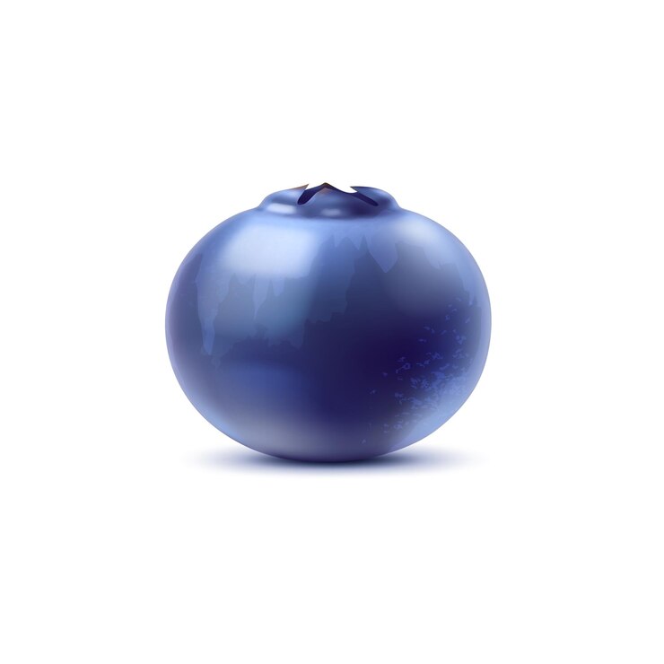Vector realistic raw isolated ripe blueberry blue fruit