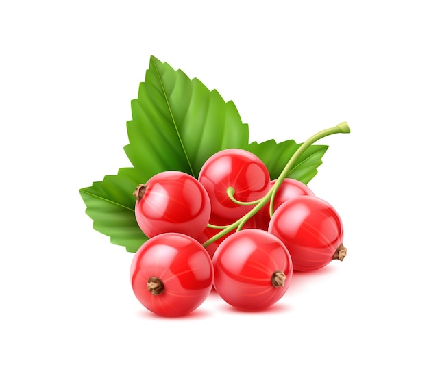 realistic red currant berry with green leaves