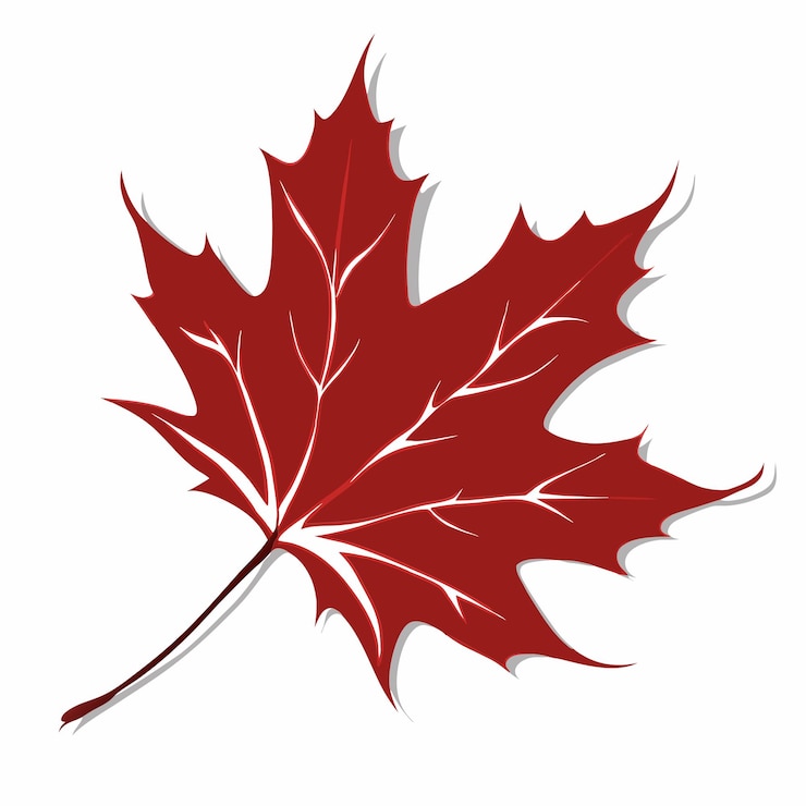 Vector realistic red maple leaf isolated on white background