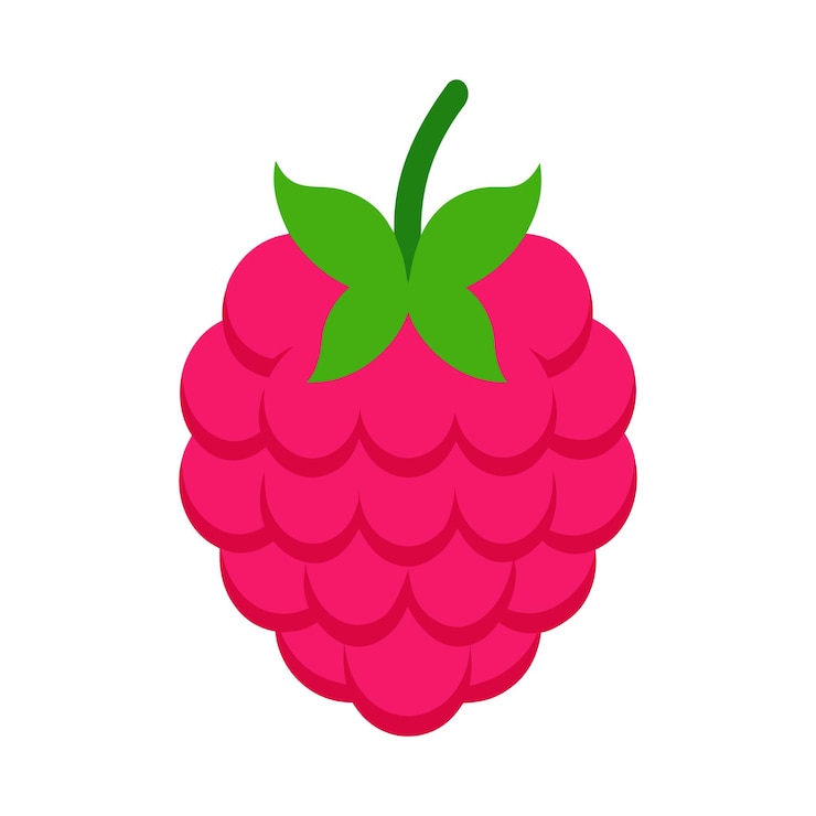 Vector realistic red raspberry fruit vector illustration white background
