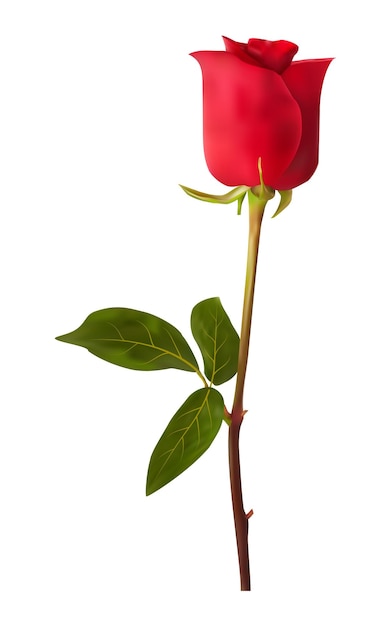 Vector realistic red rose flower design