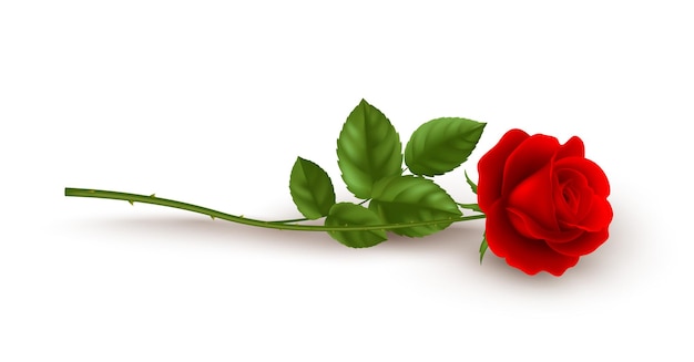 Realistic red rose lying on white background.