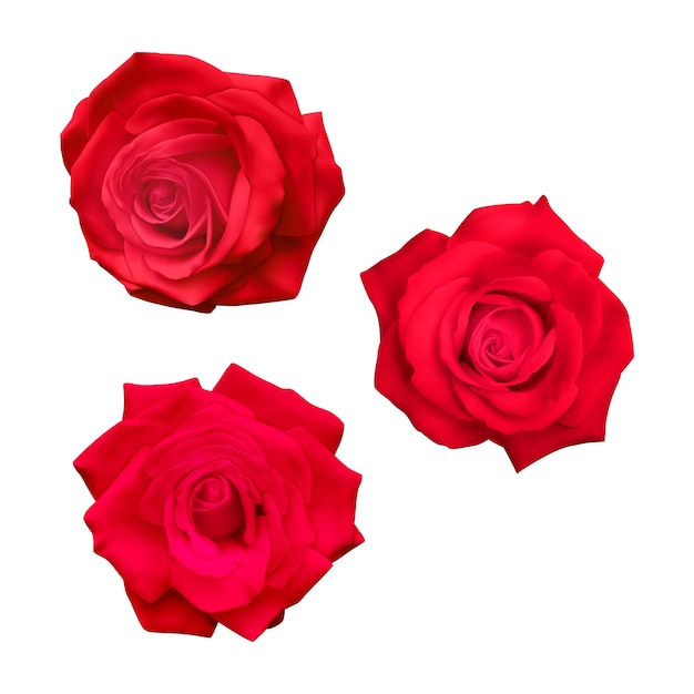 realistic red rose, vector illustration on white background vector format