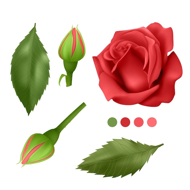 Rosa rossa realistica su sfondo bianco, foglie, bocciolo e un fiore aperto, elementi per il tuo design, illustrazione vettoriale eps 10